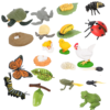 Animal Life Cycle Learning Model